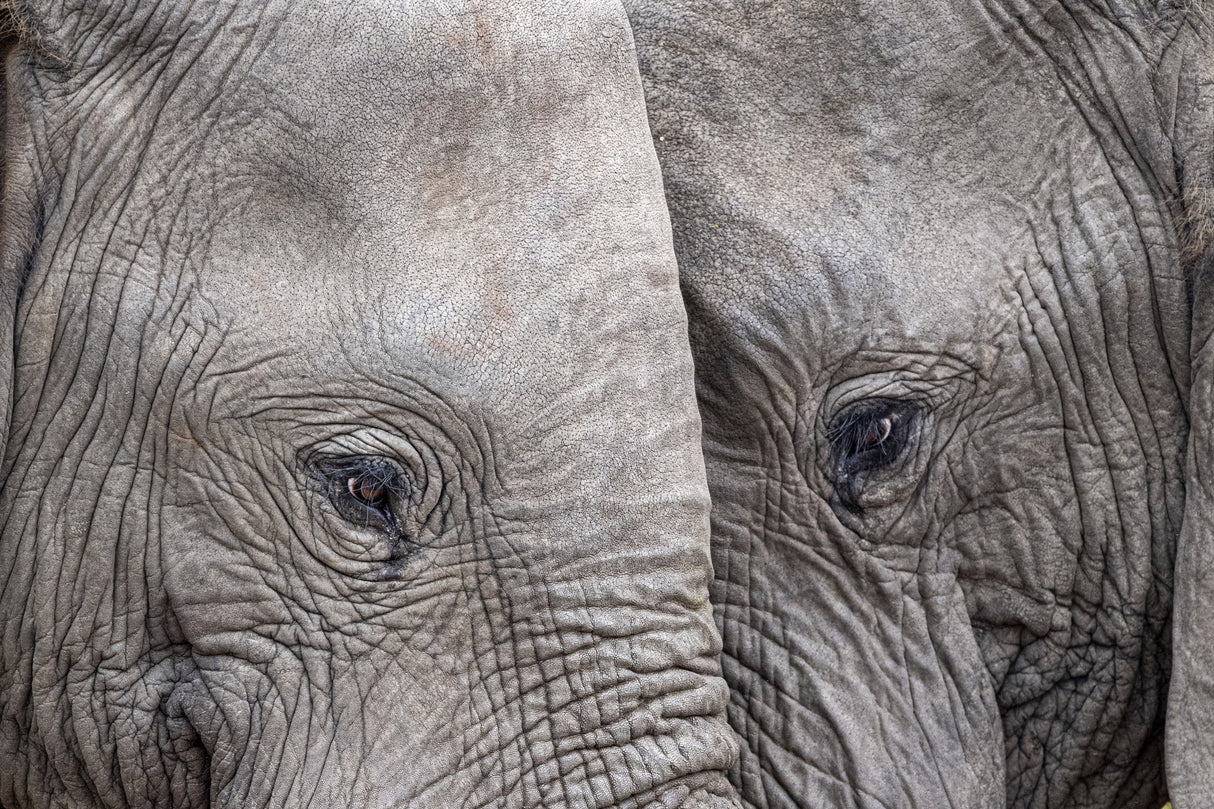 Face to Face Poster och Canvastavla
