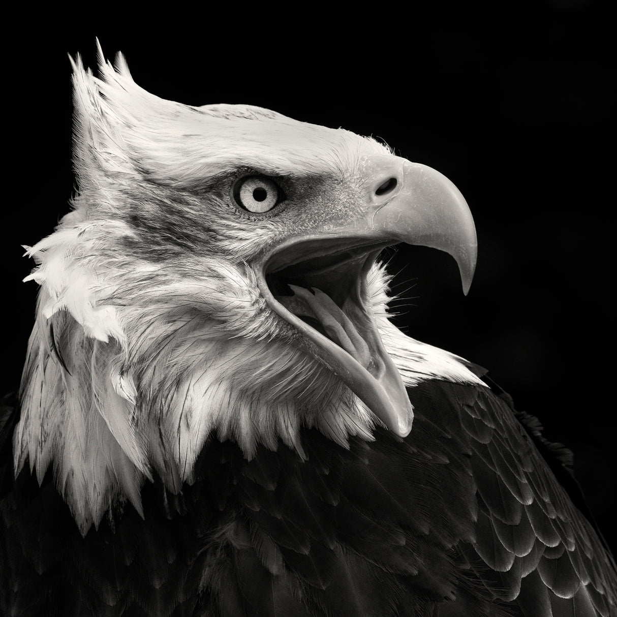 The American Eagle Poster och Canvastavla