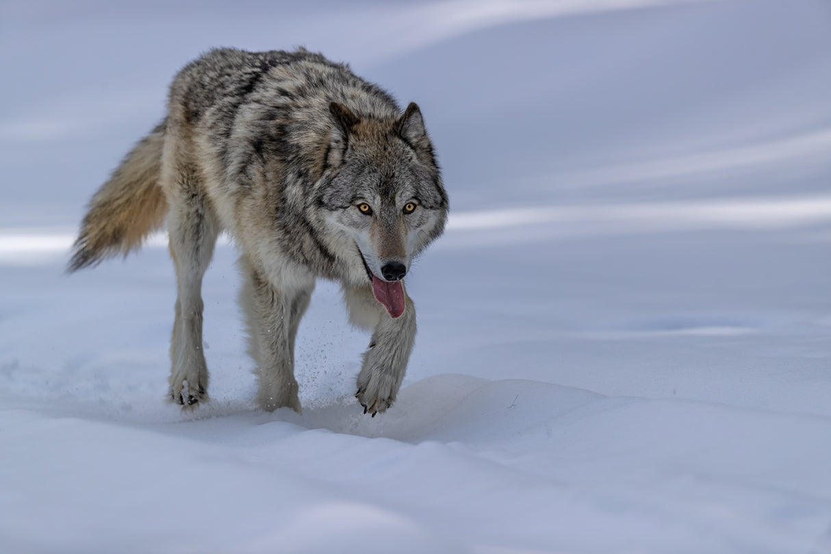 Wolf Poster och Canvastavla