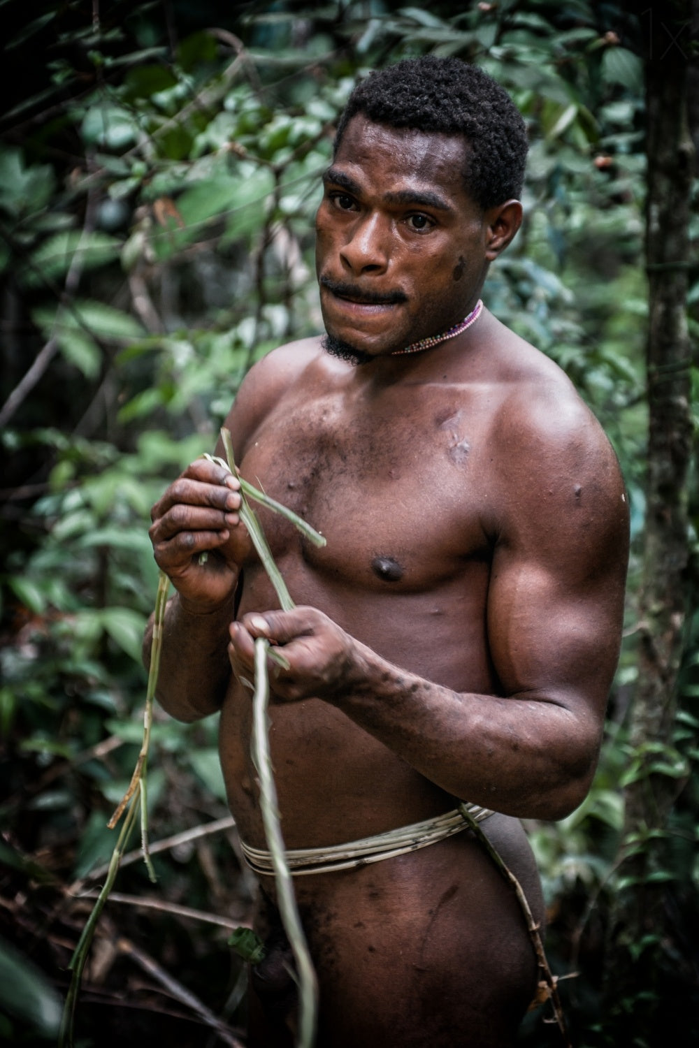 korowai: life of the tree people #5 Poster och Canvastavla
