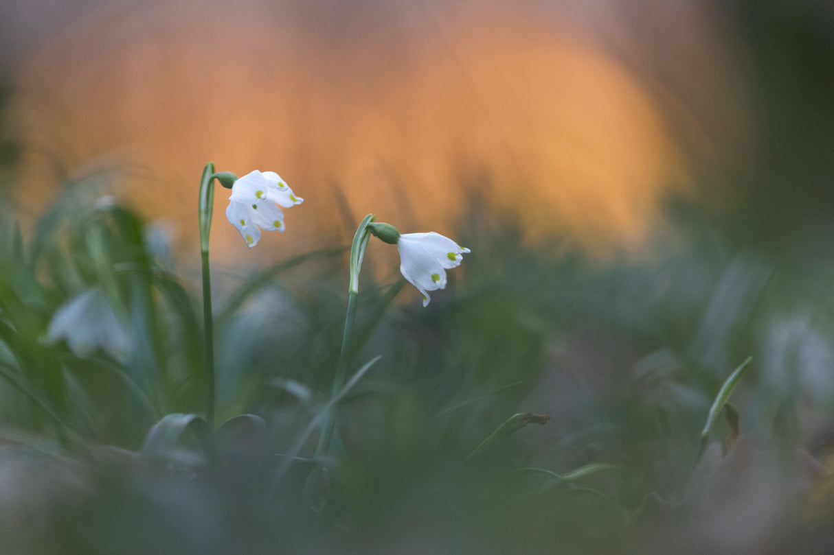 Close-up of white snowflake on field, sunset Poster och Canvastavla