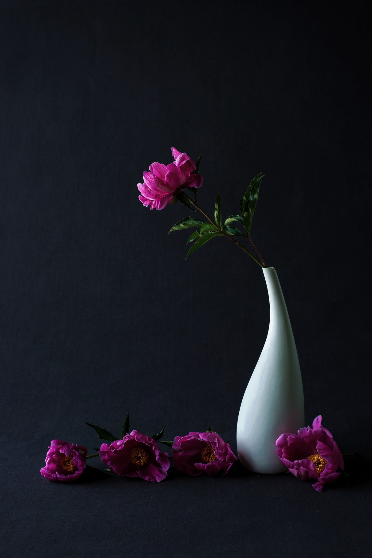 Still life common peony Poster och Canvastavla