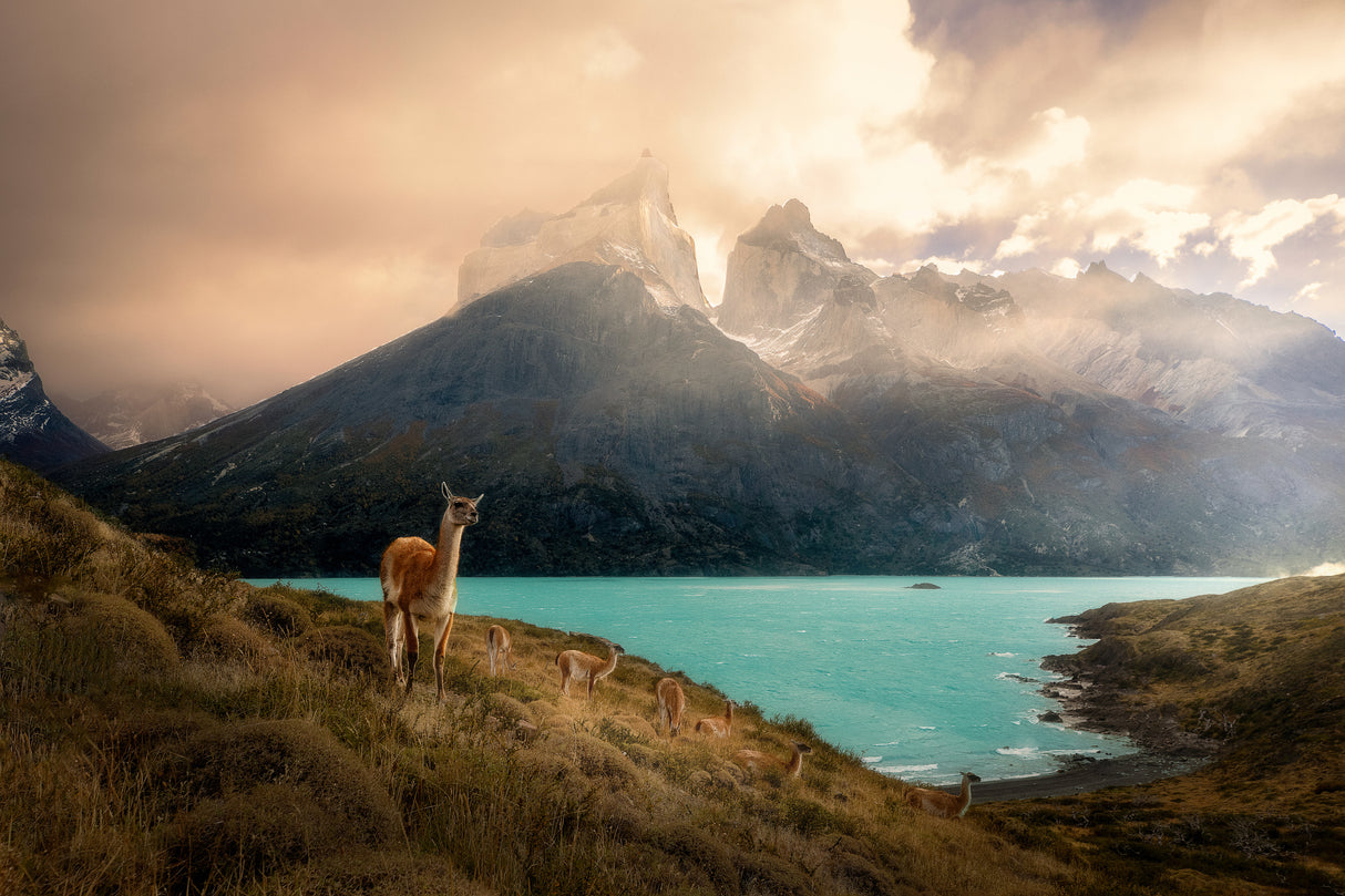 Alpaca at Torres del Paine II Poster och Canvastavla