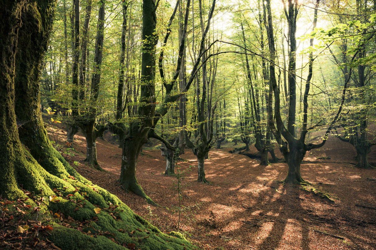 Forest Love Poster och Canvastavla