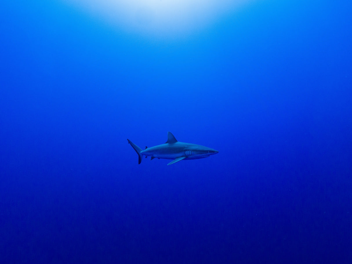 Into the blue Poster och Canvastavla
