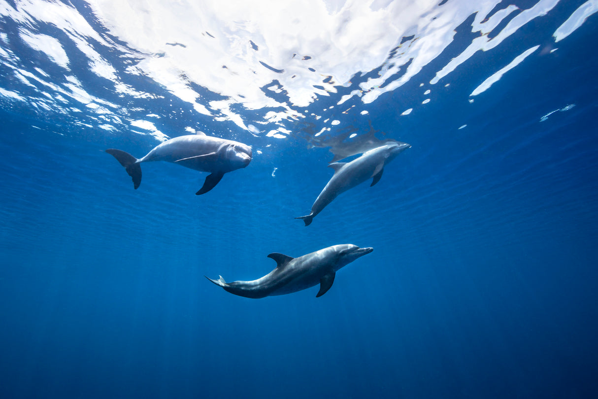 Bottlenose dolphin from Indian océan Poster och Canvastavla