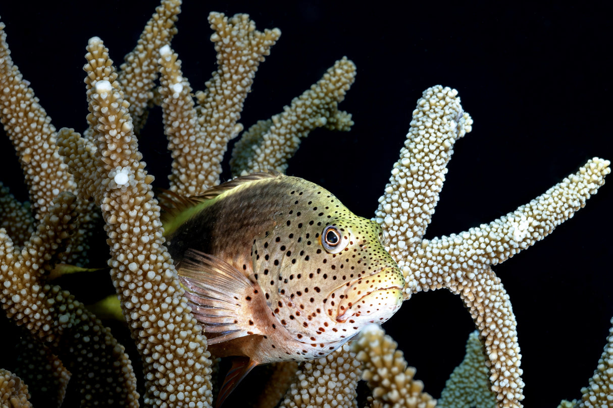Coral living Poster och Canvastavla