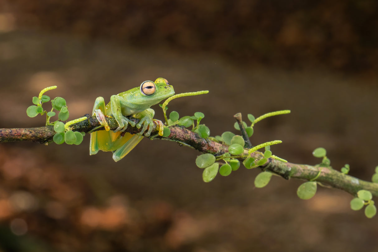 A Costa Rica Frog Poster och Canvastavla