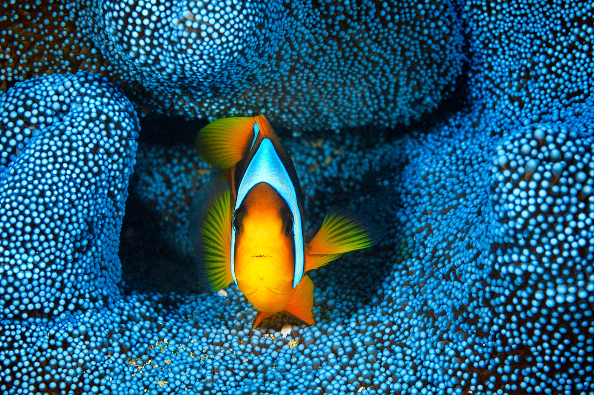 Clownfish in blue anémon Poster och Canvastavla
