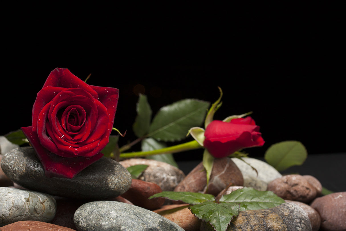 red rose Poster och Canvastavla