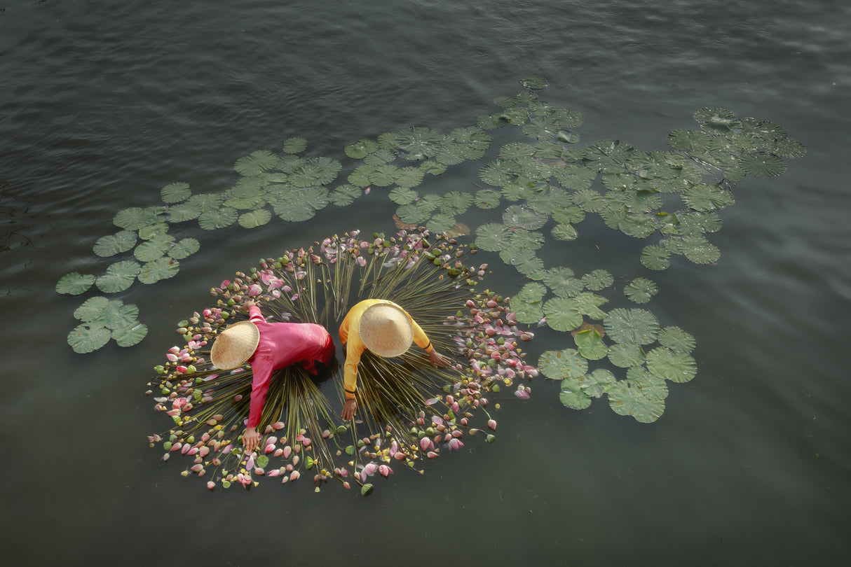 Lotus Harvest Poster och Canvastavla