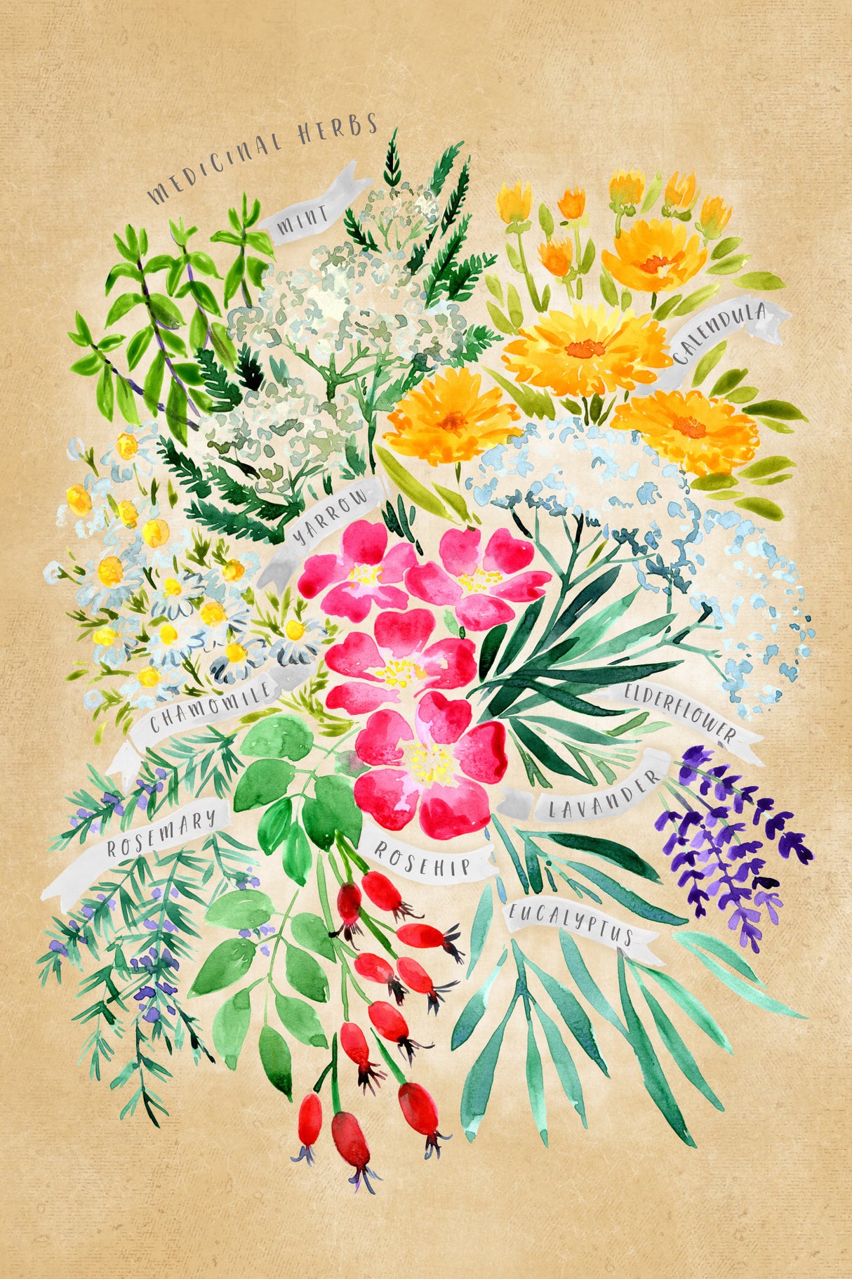 Medicinal herbs in vintage sepia Poster och Canvastavla