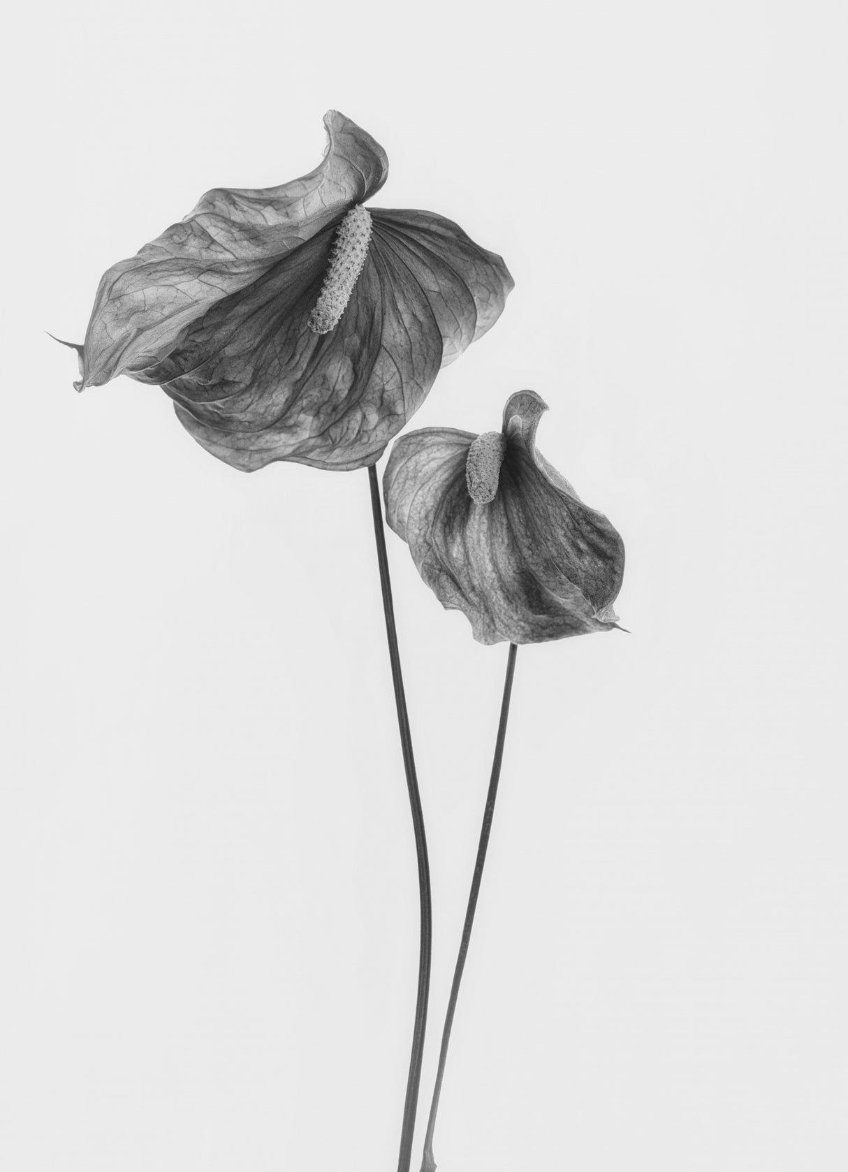 Anthurium Poster och Canvastavla