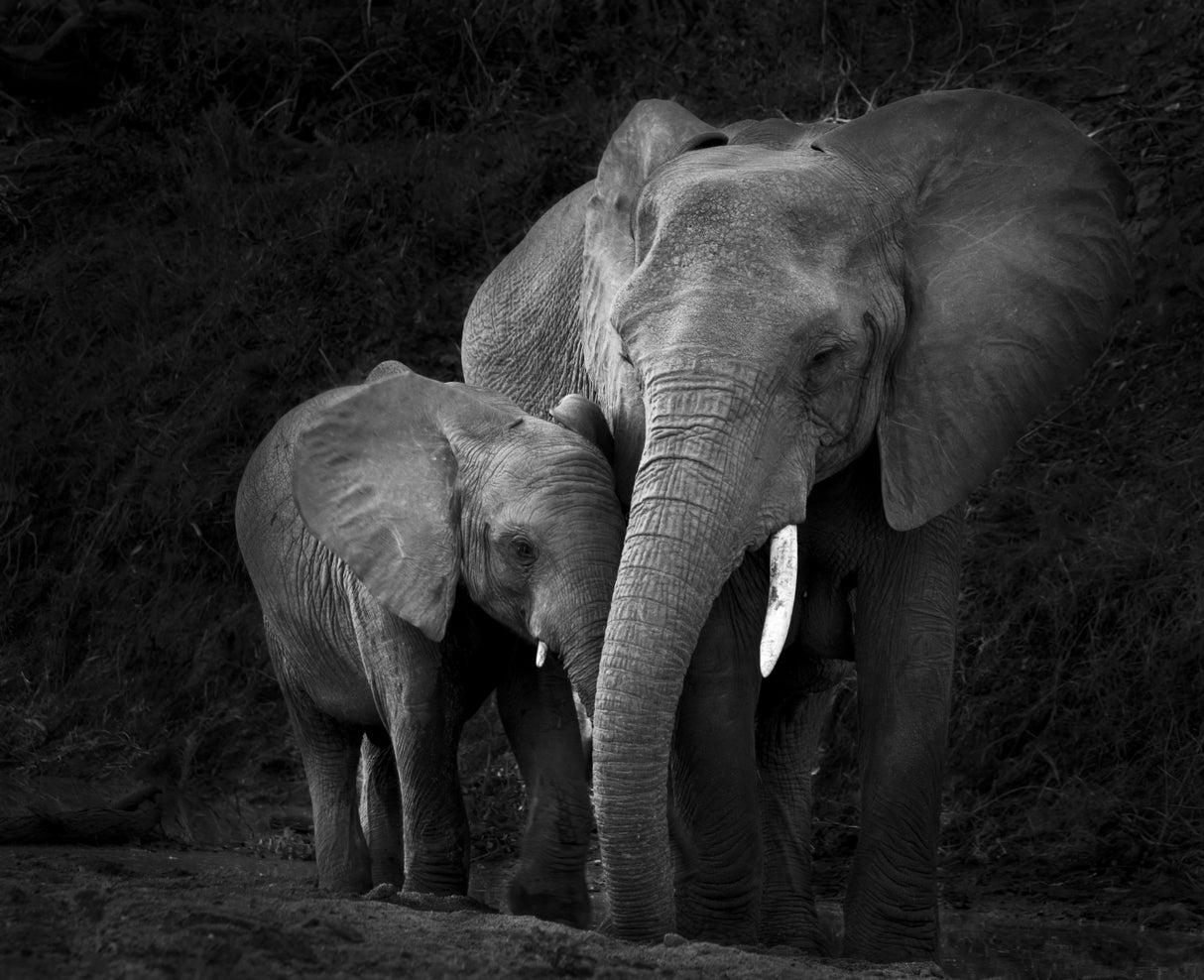 Mother Elephant with Calf Poster och Canvastavla