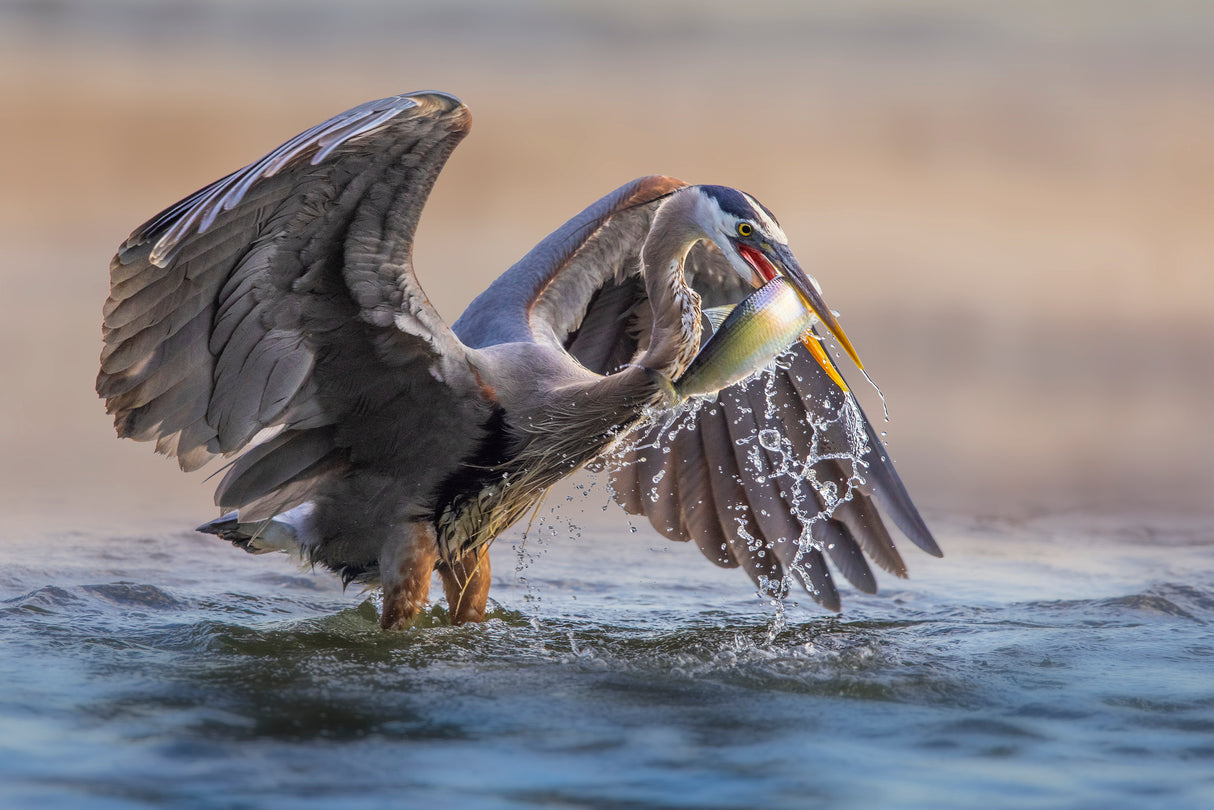 Morning catch Poster och Canvastavla