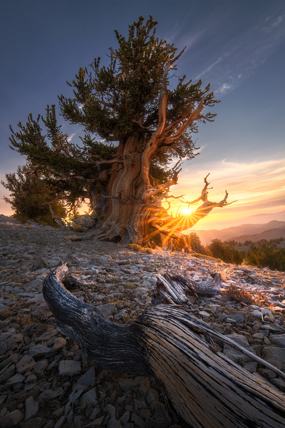 Sunrise Over Ancient Tree Poster och Canvastavla