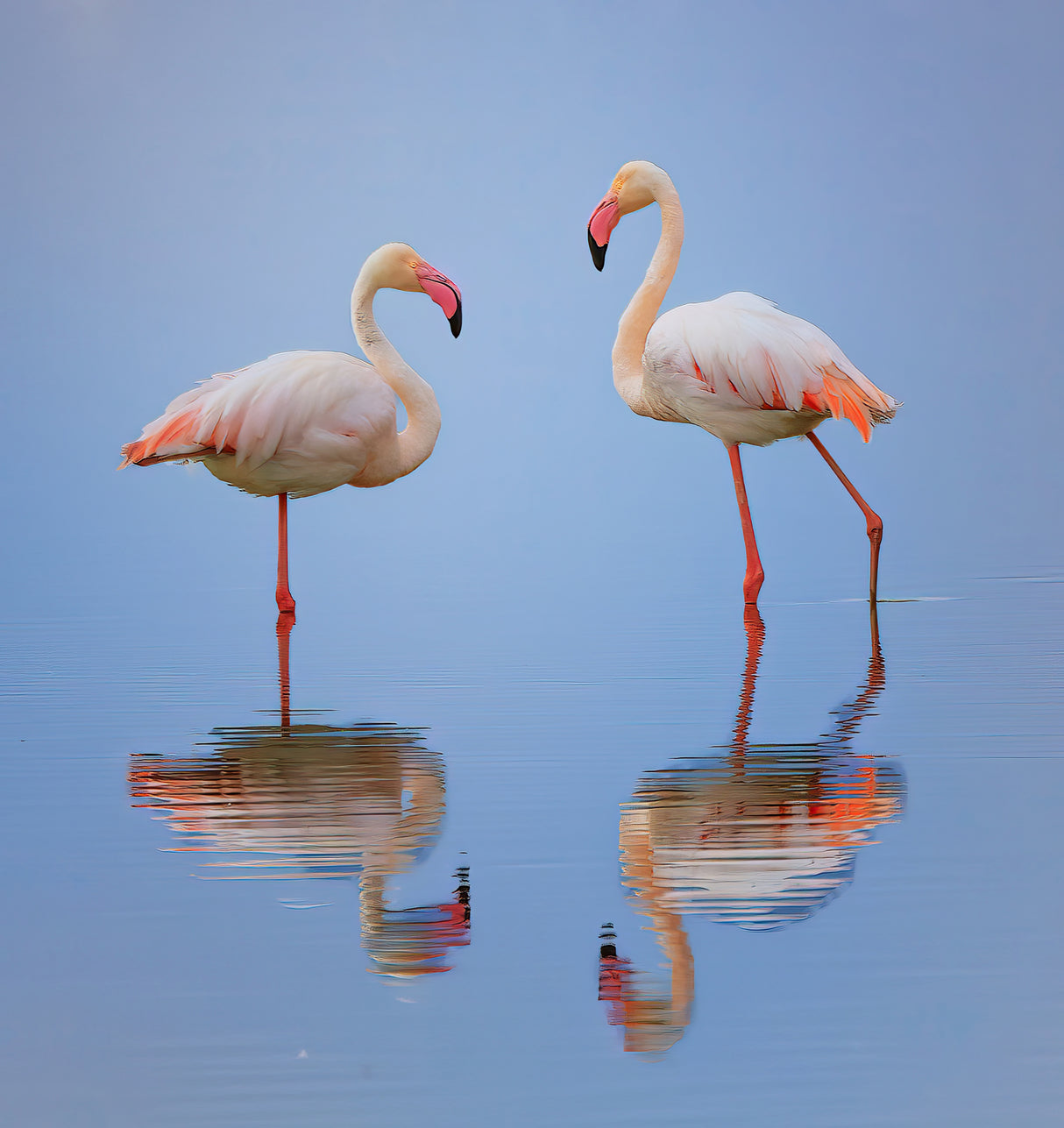 Don't disturb me Poster och Canvastavla