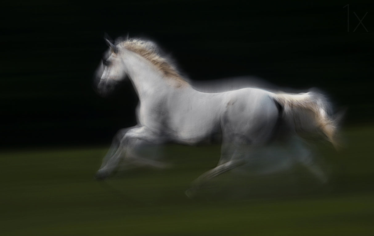 Galop Poster och Canvastavla