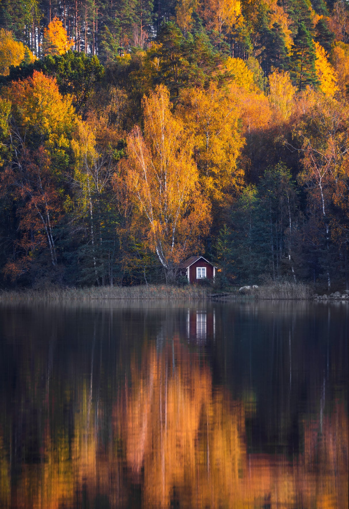 Lake house in autumn colors Poster och Canvastavla