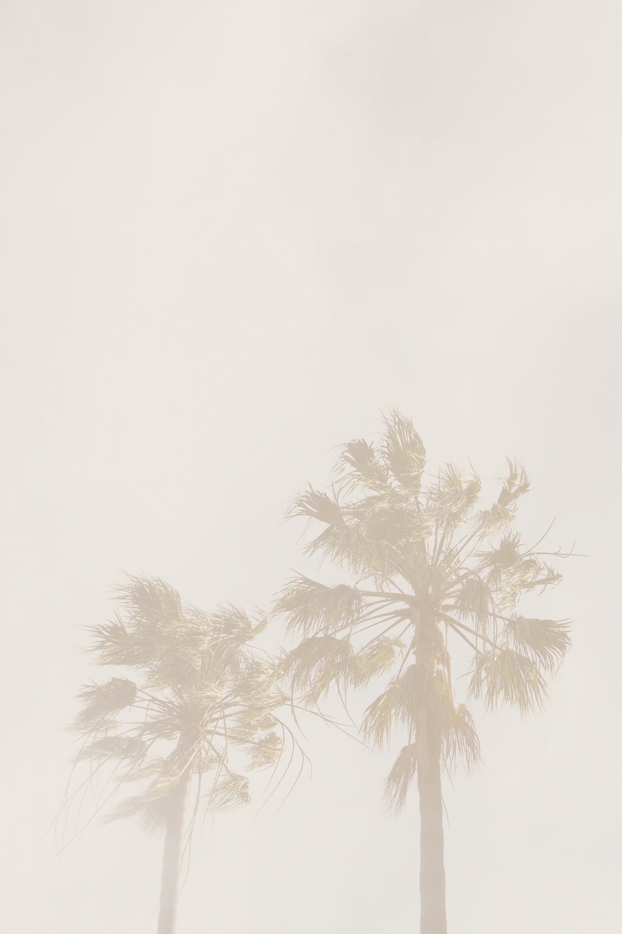Beige Palms Poster och Canvastavla