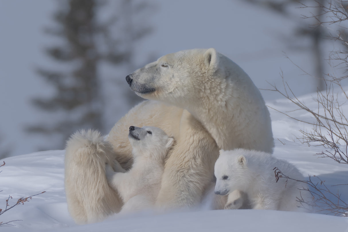 Mum and cubs Poster och Canvastavla