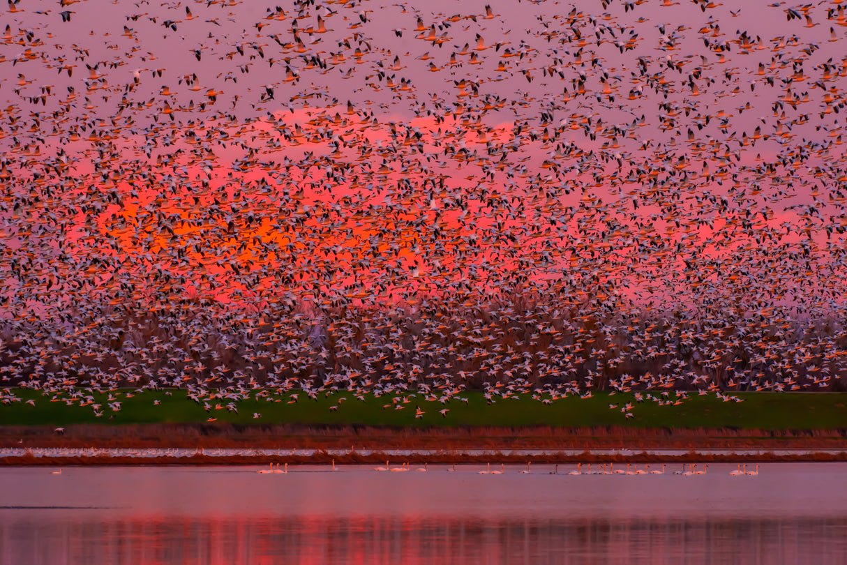 Winged Sunset Poster och Canvastavla