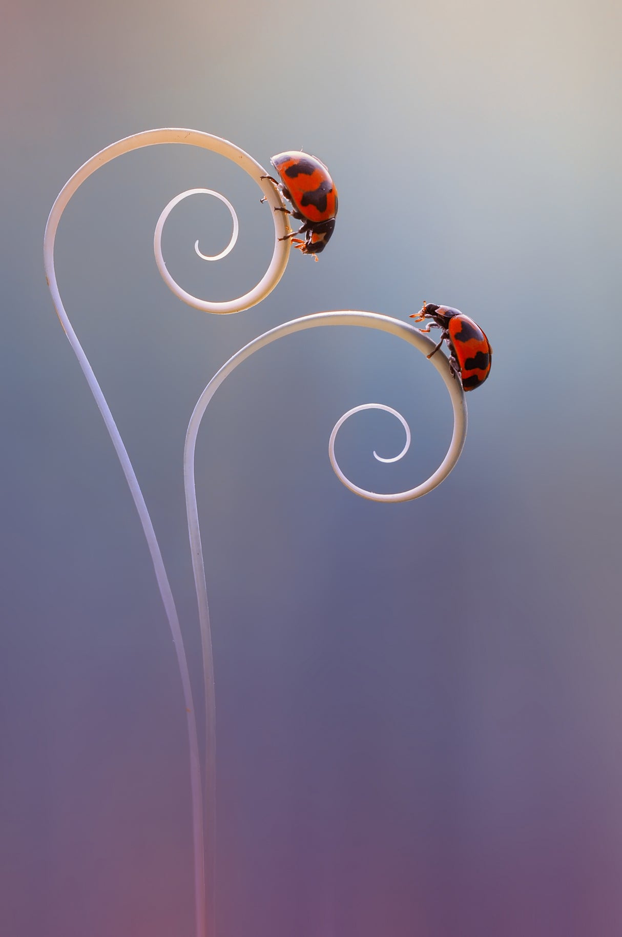 Beautiful Two Ladybug Poster och Canvastavla