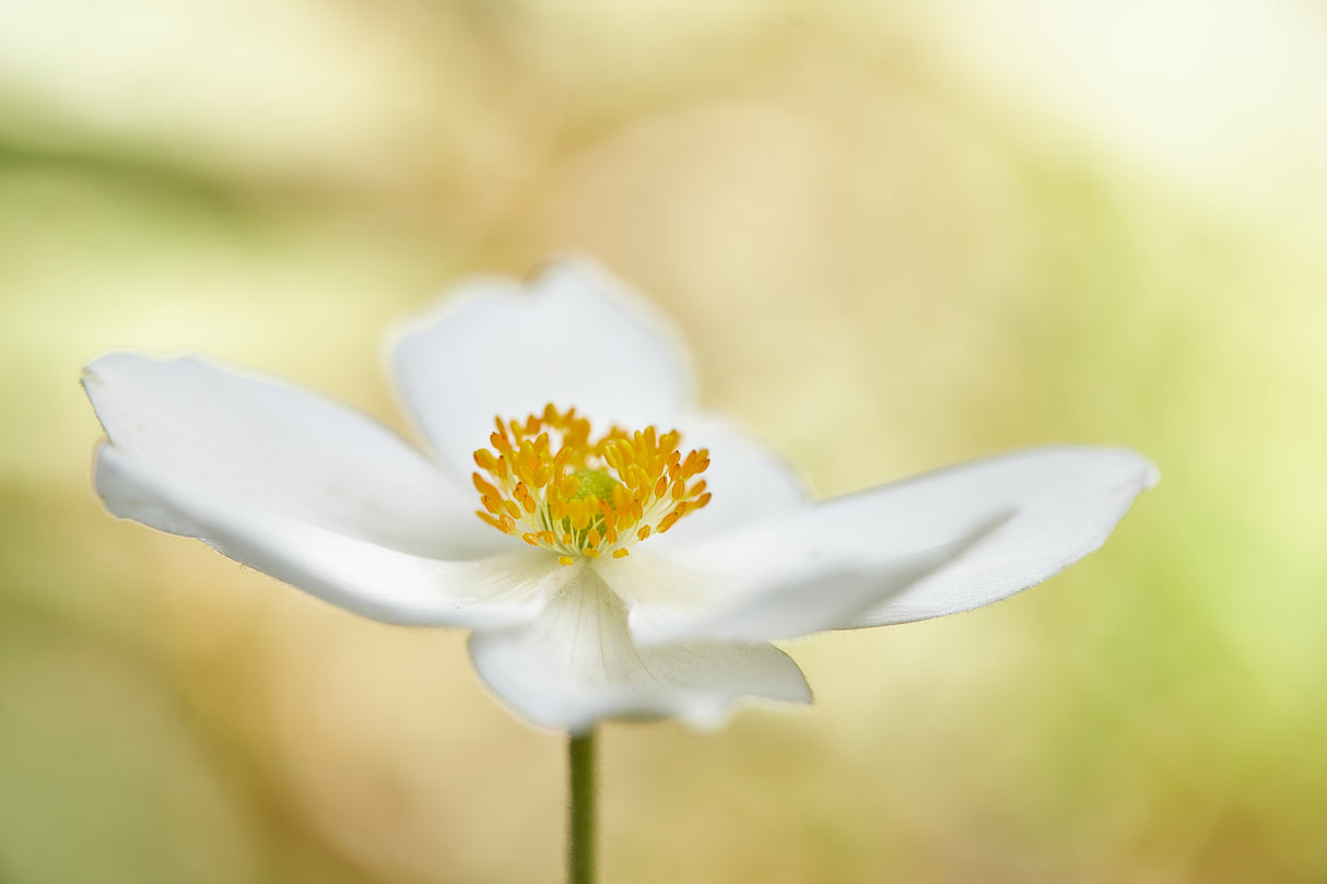 Anemone Poster och Canvastavla