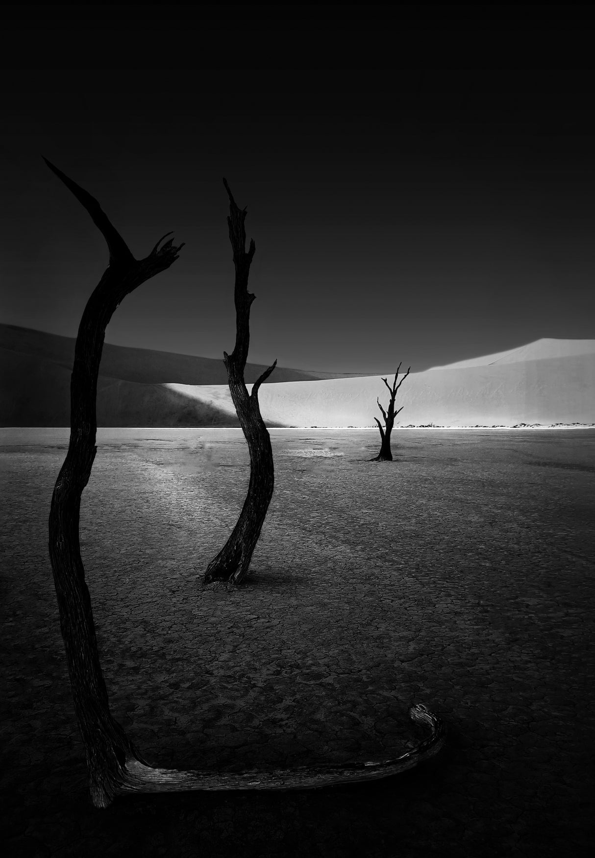 The scorched tree at Sossusvlei Poster och Canvastavla