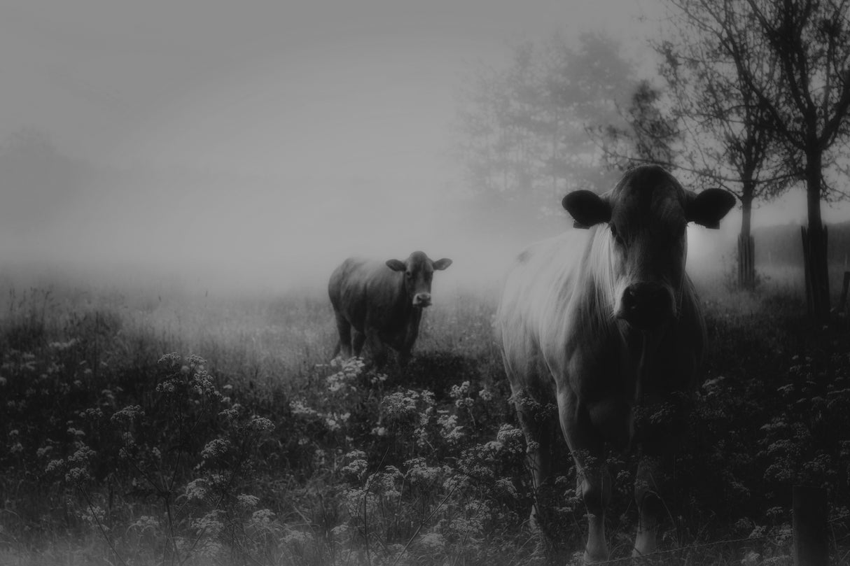 Foggy memory of the past Poster och Canvastavla