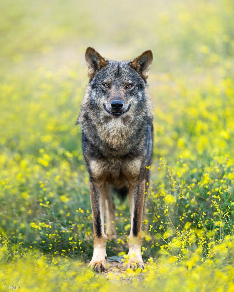Iberian Wolf Poster och Canvastavla