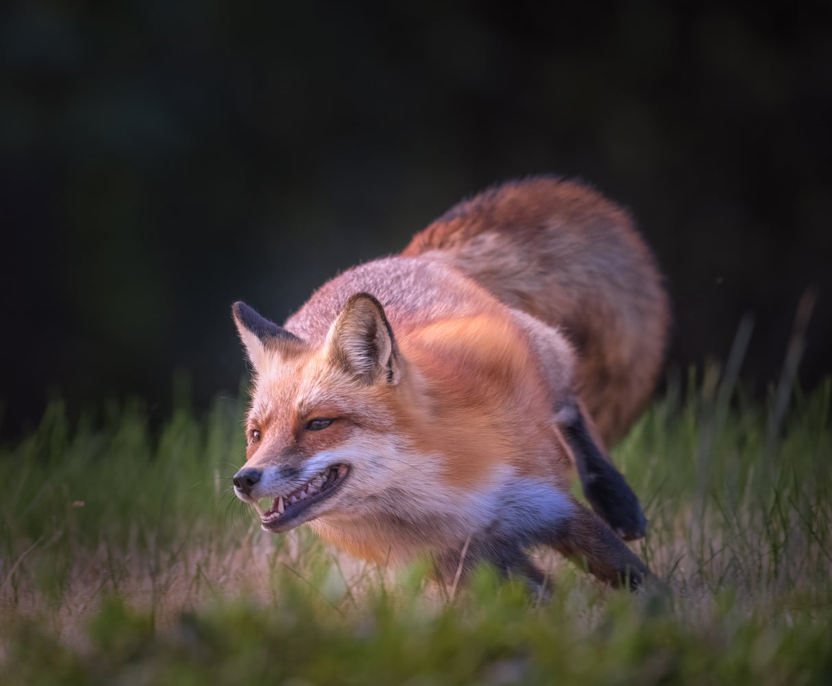 Running Fox Poster och Canvastavla