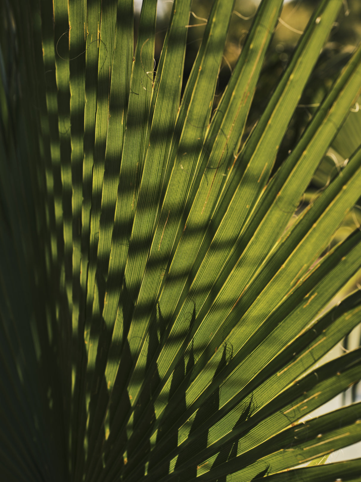 palm leaf Poster och Canvastavla