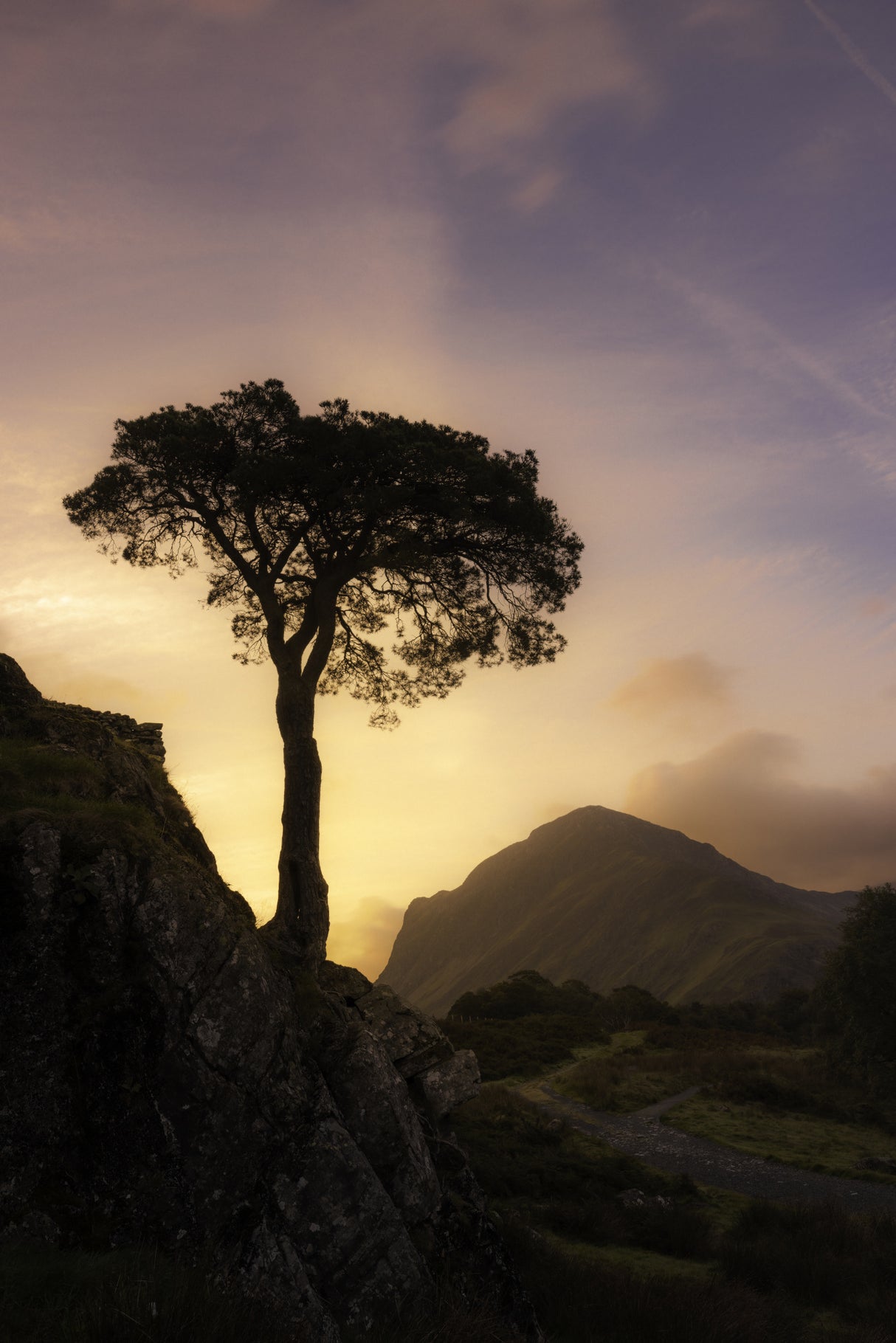 Lonely tree Poster och Canvastavla