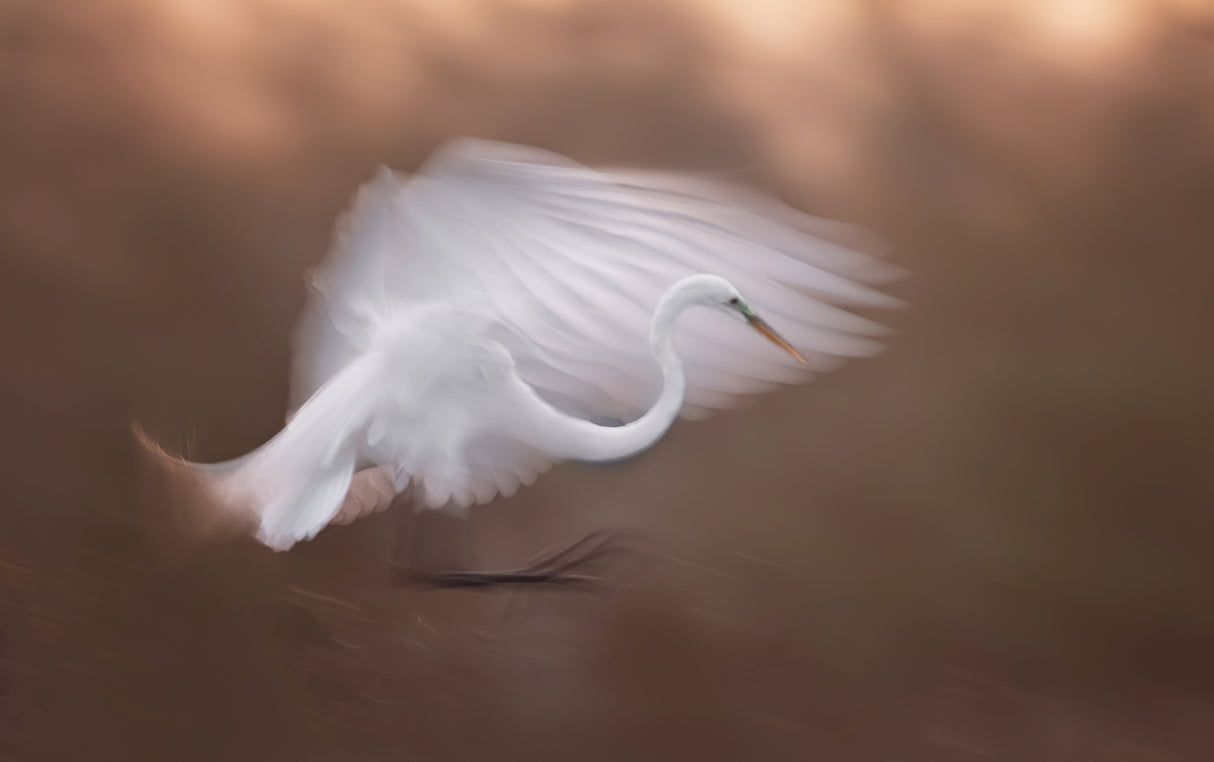Flying in the dawn Poster och Canvastavla
