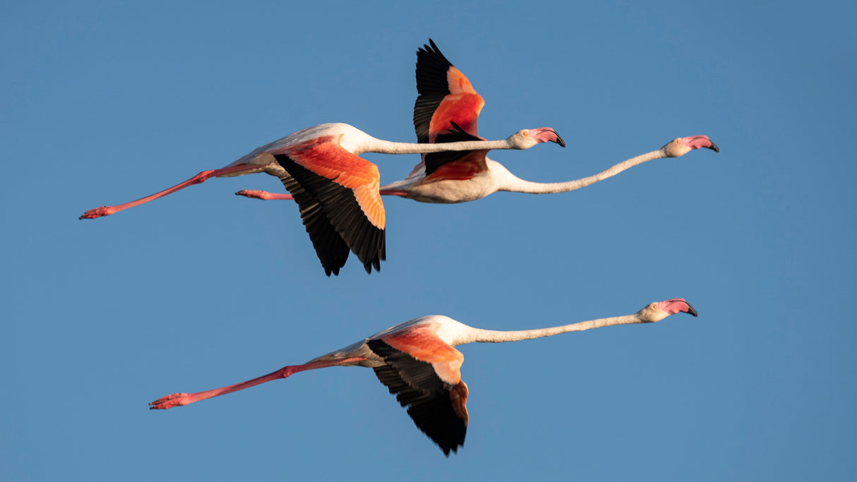 flight in Camargue Poster och Canvastavla