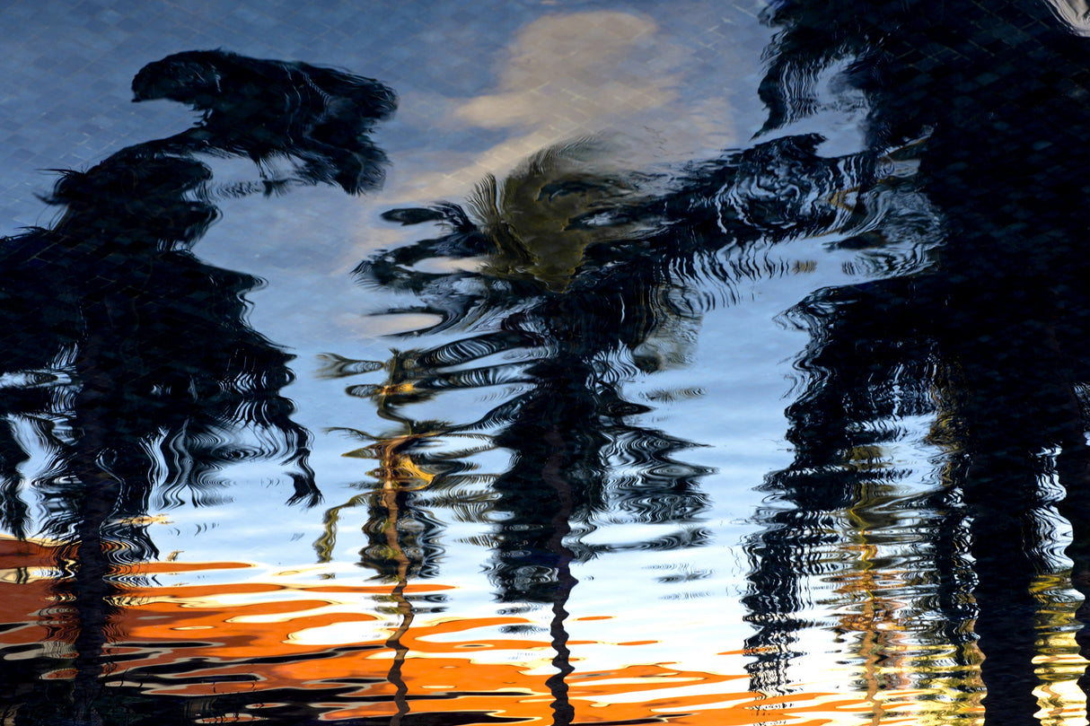 Palm Reflections Poster och Canvastavla