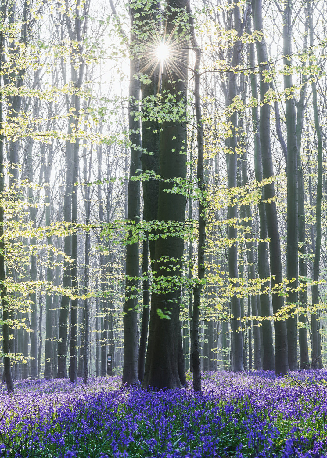Sun between trees Poster och Canvastavla