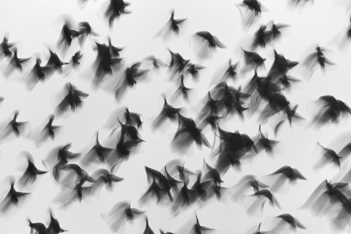 Birds Poster och Canvastavla