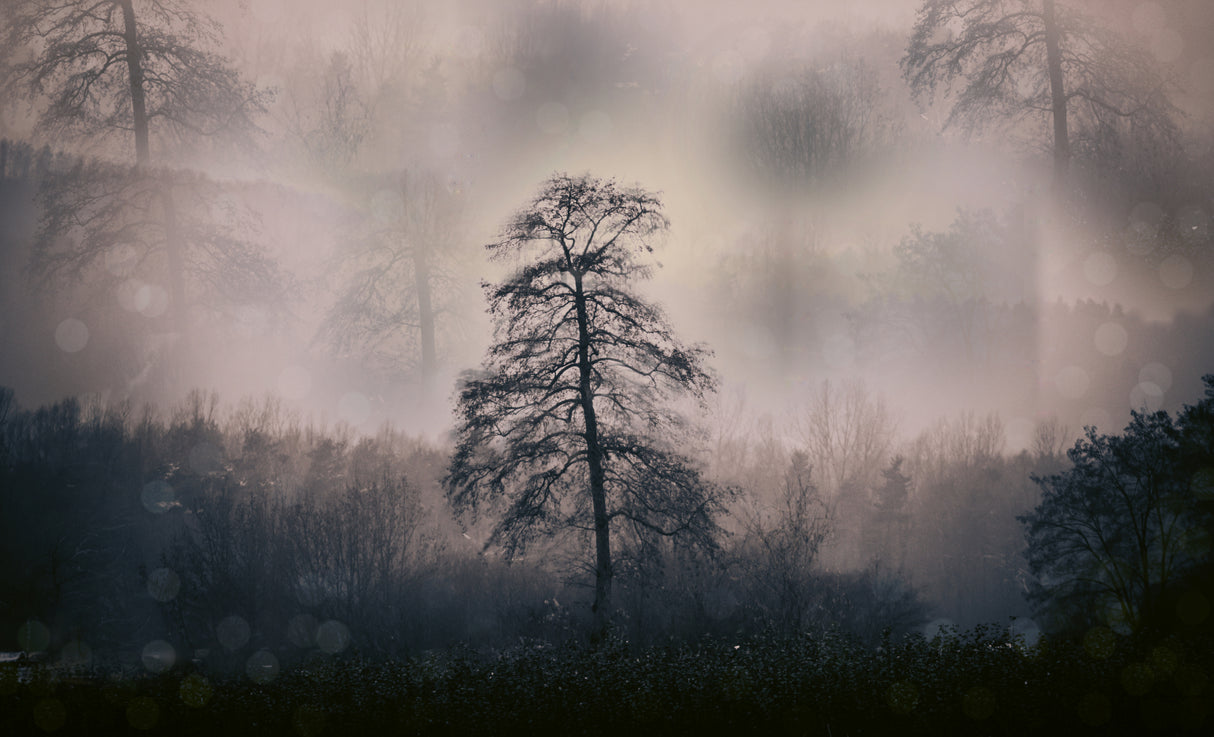 Mystic woods Poster och Canvastavla