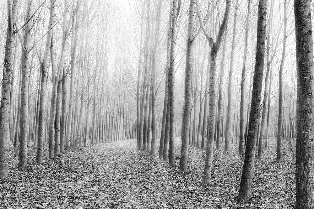 The Shape of Trees 03 Poster och Canvastavla