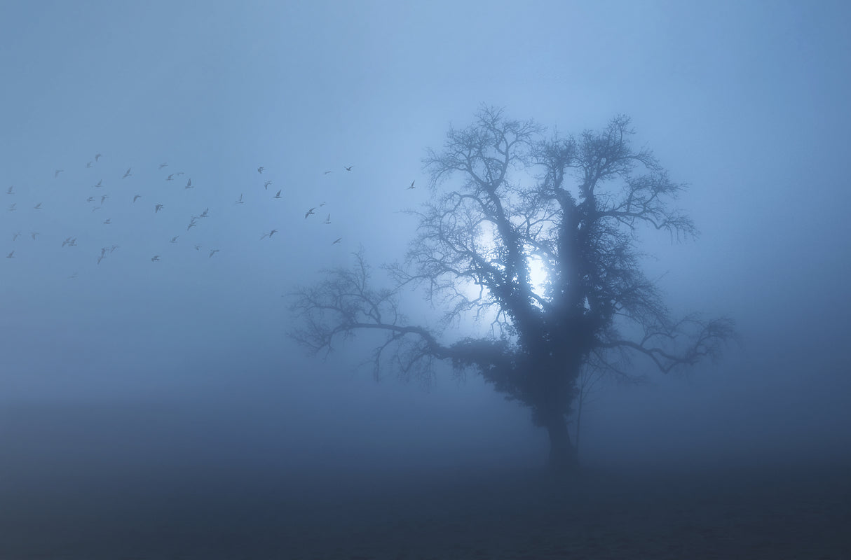 spooky morning Poster och Canvastavla