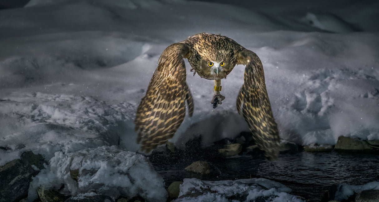 Blakiston fish owl catch in the night Poster och Canvastavla