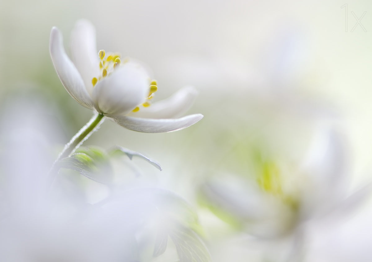 White Spring Poster och Canvastavla