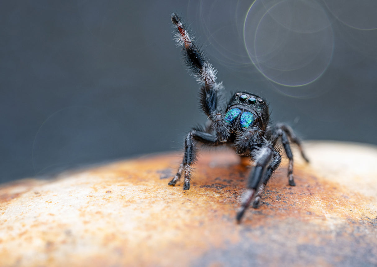 Jumping Spider Poster och Canvastavla