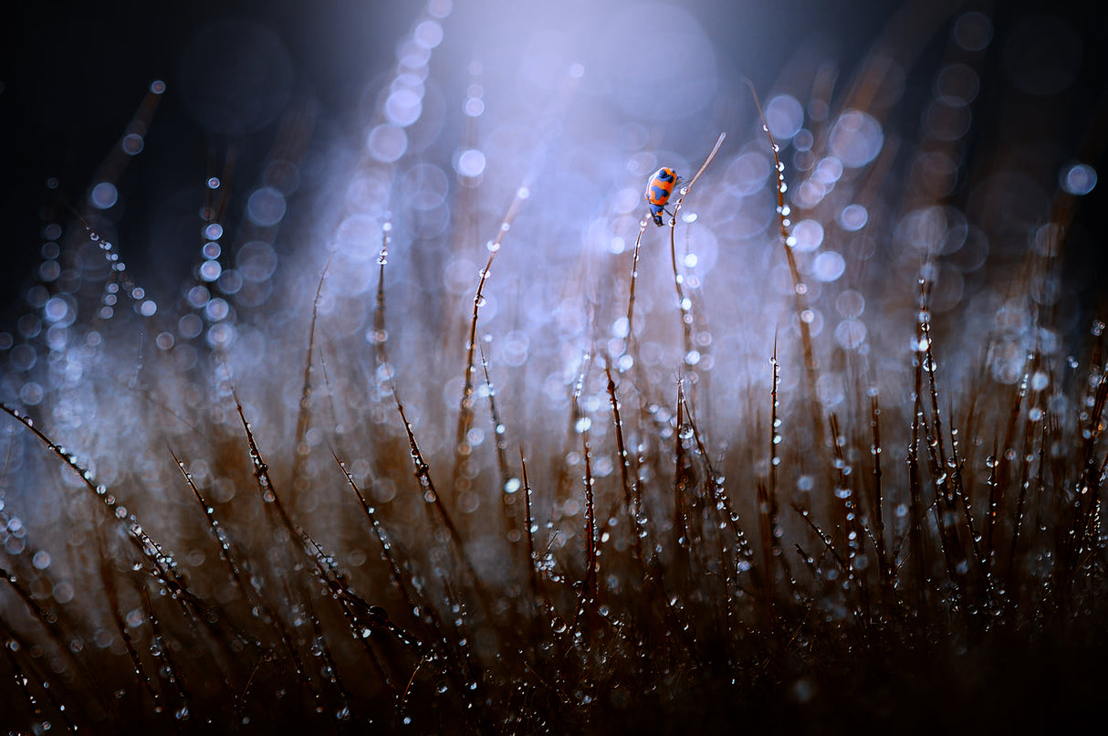 Ladybug and Dew Poster och Canvastavla