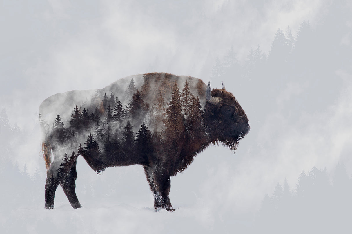 Bison - Double Exposure Poster och Canvastavla