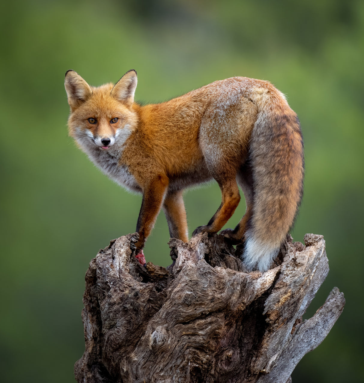 A beautiful red fox poses in the early morning golden light. Poster och Canvastavla