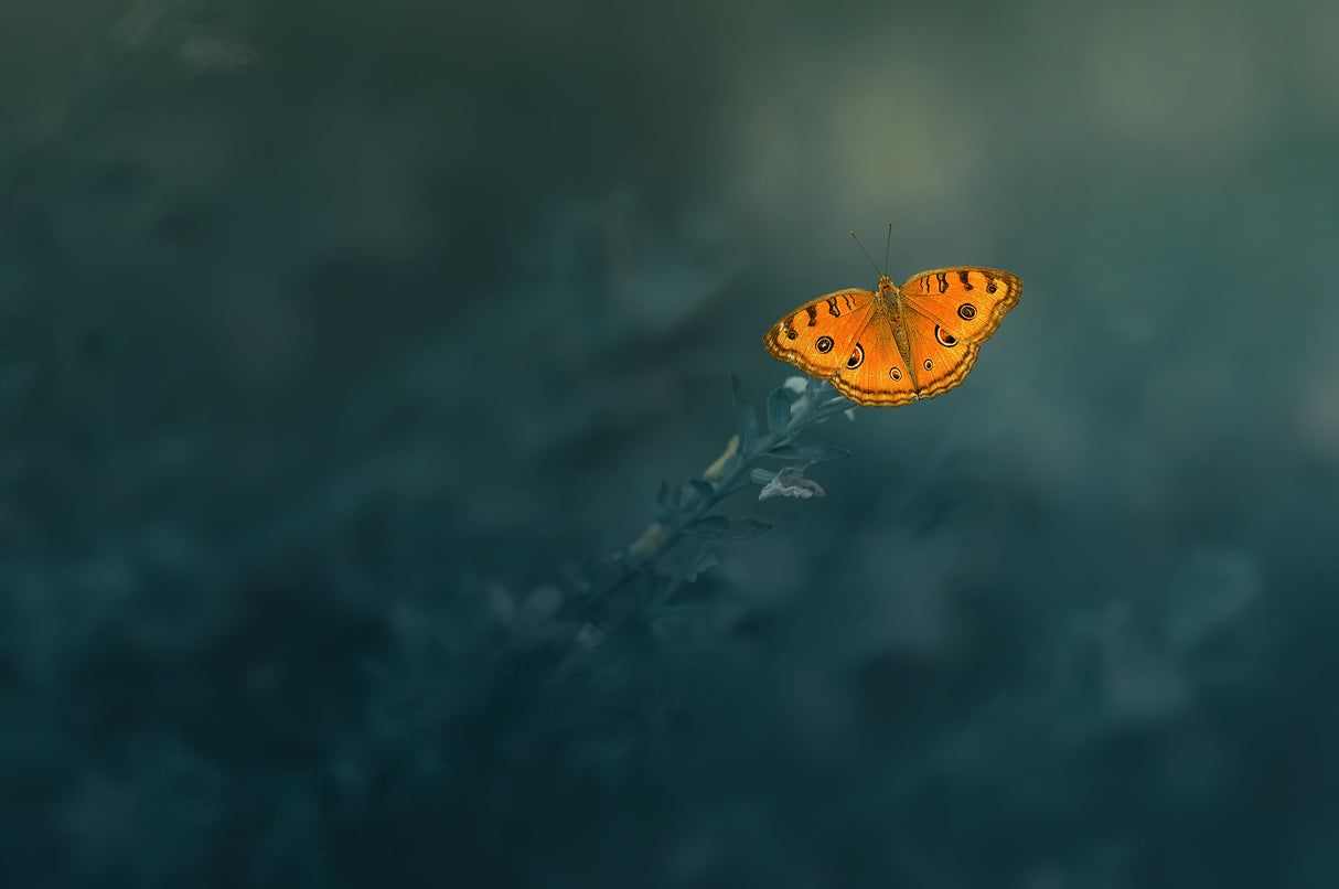 Mood Butterfly Poster och Canvastavla