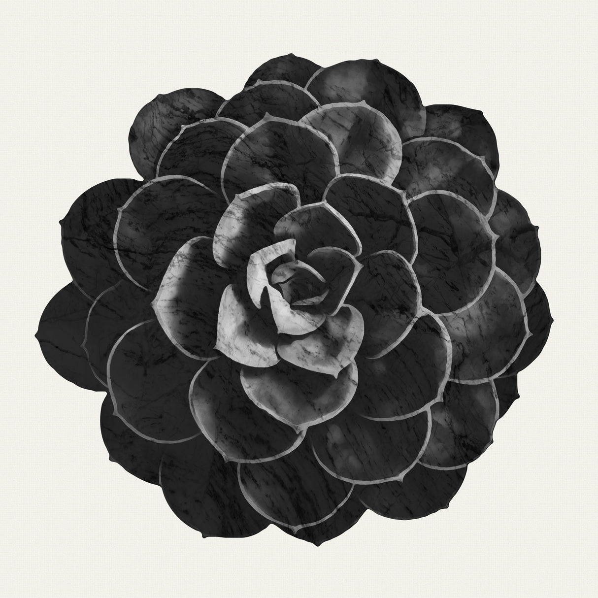Succulent 06 Poster och Canvastavla